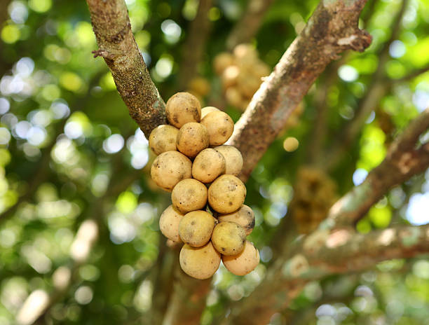 istock Wollongong crops in Thailand. 603263924