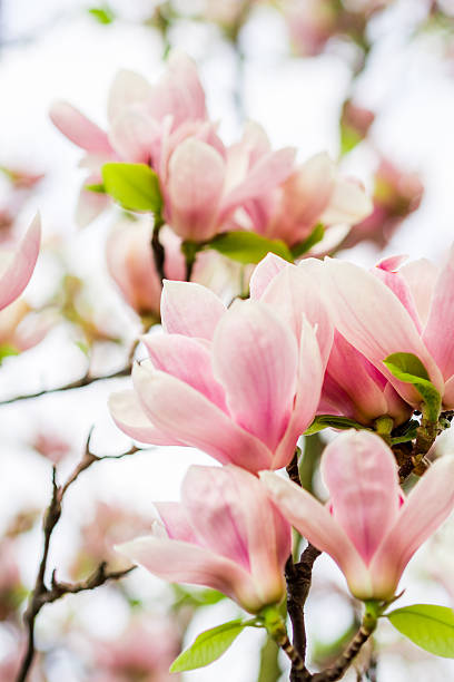 istock magnolia soulangeana blossoming, spring time 603271430