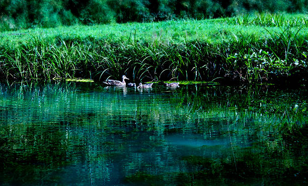 Ducks on the lake stock photo