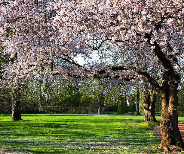 Blossoming cherry trees in an ornamental garden stock photo