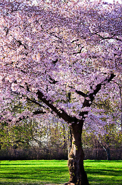 cherry orchard at full bloom stock photo