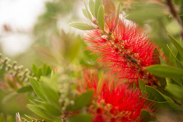istock Beautiful and interesting bright red bottlebrush (Callistemon) tree flowers/blooms 603273548