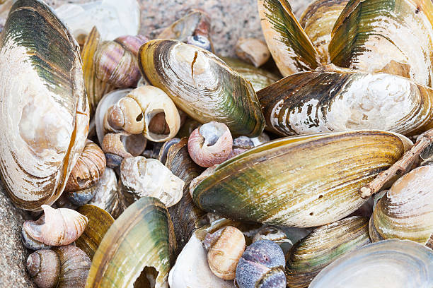 istock background of small old damaged shells on the sea shore 603273786