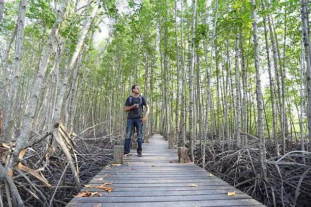 Photo of Man and Mangrove trees of Thung  Prong Thong forest