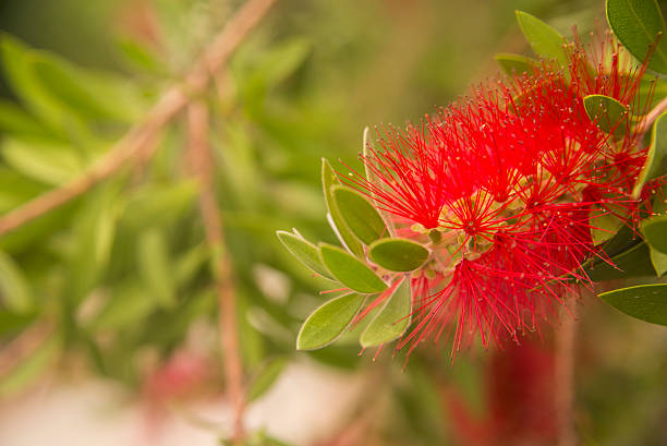 istock Beautiful and interesting bright red bottlebrush (Callistemon) tree flowers/blooms 603274056
