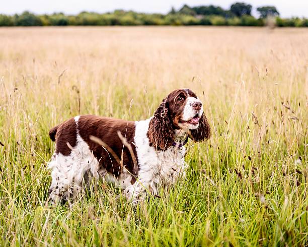 istock Brown and White English Springer Spaniel Dog 603275510