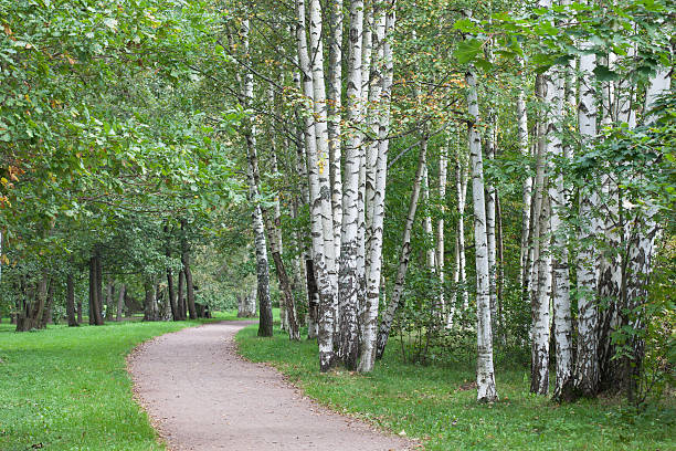 autumn landscape. birch path in autumn Park