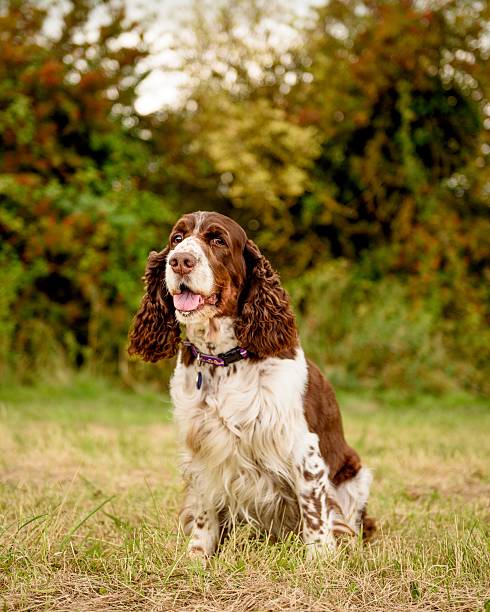 istock Brown and White English Springer Spaniel Dog 603275692