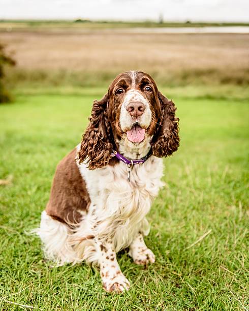 istock Brown and White English Springer Spaniel Dog 603275724