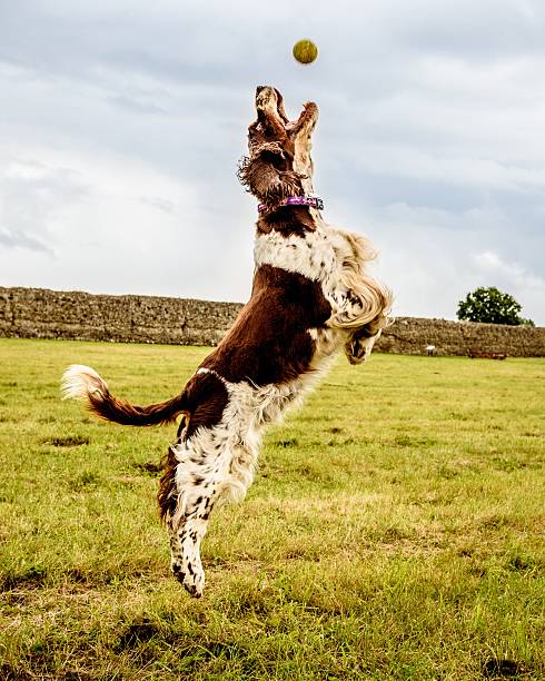 istock Brown and White English Springer Spaniel Dog 603275982