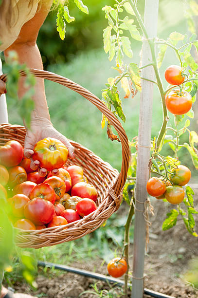 Harvesting Organic Homegrown Tomatoes