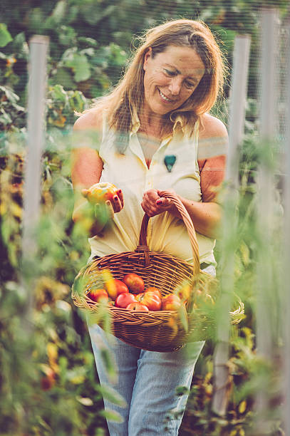 istock Senior Woman in Her Vegetable Garden 603276384