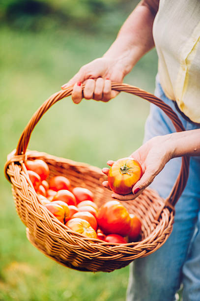 Harvesting Organic Homegrown Tomatoes