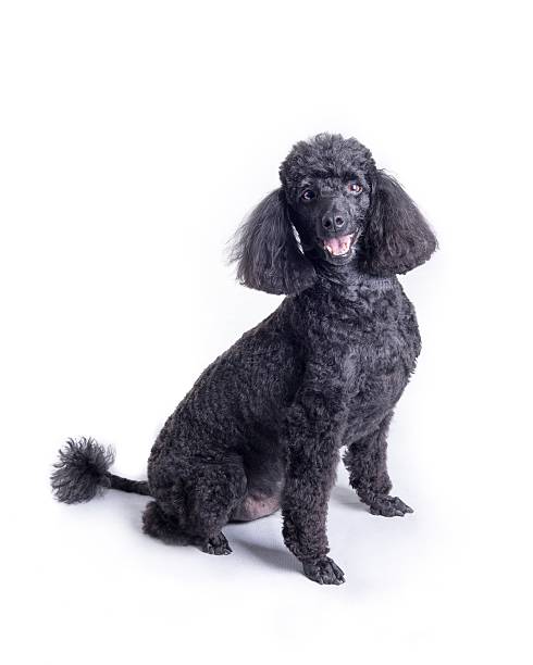 istock Dog on white background, taken in a studio. 603276758