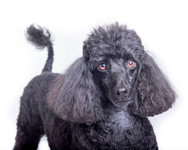 istock Dog on white background, taken in a studio. 603276810
