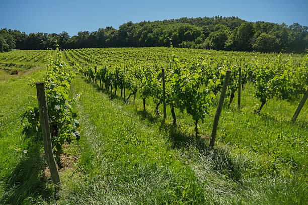 istock Sunrise over grape wineyards in Bordeaux area 603277016