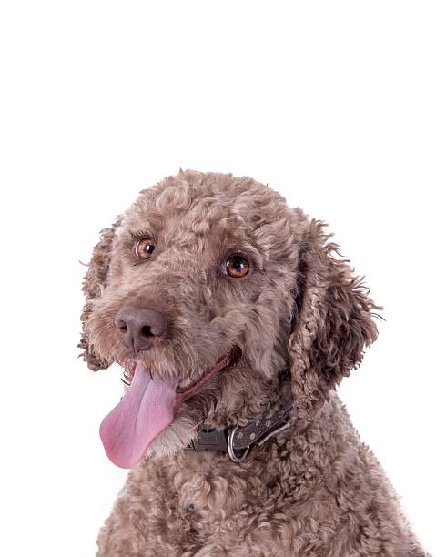 istock Dog on white background, taken in a studio. 603277194