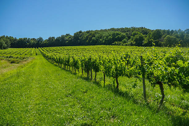 istock Sunrise over grape wineyards in Bordeaux area 603277212