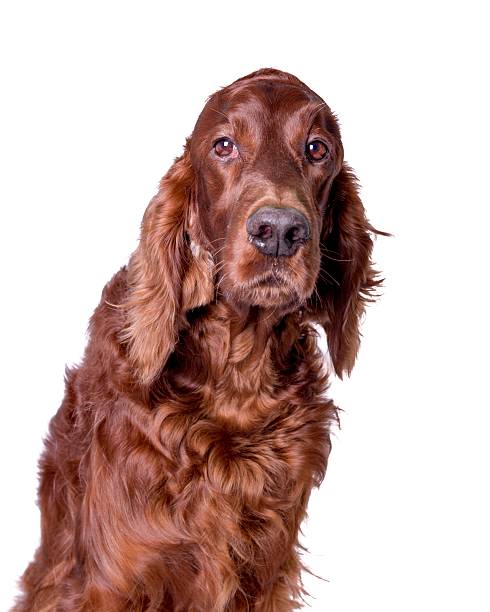 istock Dog on white background, taken in a studio. 603277324