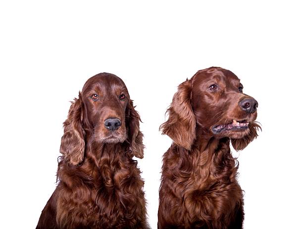 istock Dog on white background, taken in a studio. 603277358