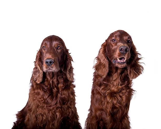 istock Dog on white background, taken in a studio. 603277374