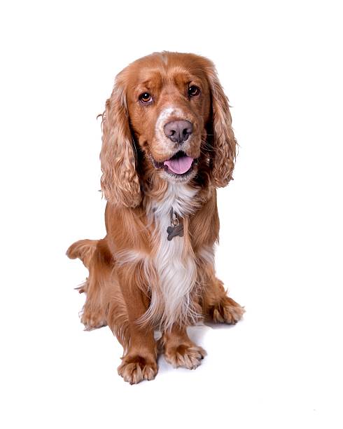istock Dog on white background, taken in a studio. 603277490
