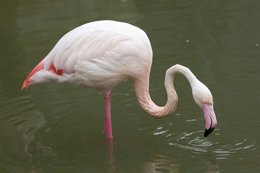 Greater flamingo (Phoenicopterus roseus). Wildlife animal.