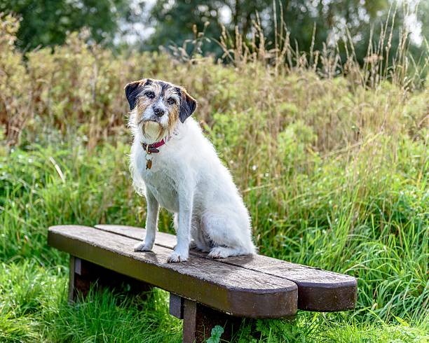 istock Adorable jack russell terrier posing for the camera 603278460