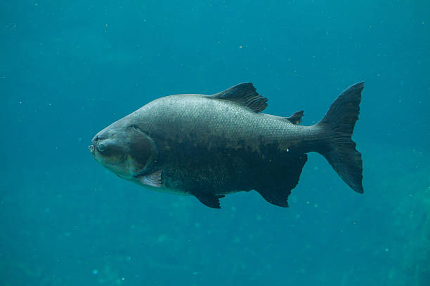 tambaqui (kolosoma macropomum). - orinoco river zdjęcia i obrazy z banku zdjęć