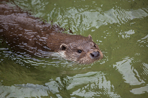 An image of an Otter with a large fish in it's mouth