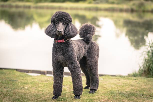 istock Pretty groomed grey standard poodle dog 603279084