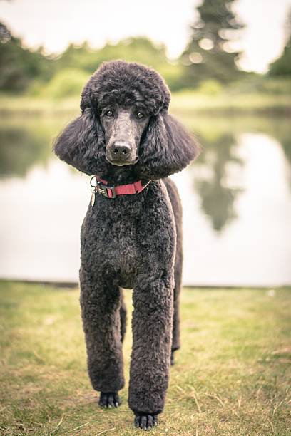 istock Pretty groomed grey standard poodle dog 603279294