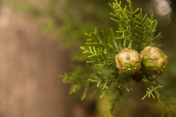 Cypress seeds on a branch close-up macro. Background