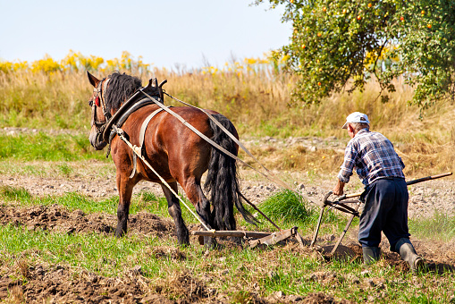 Farmer and horse plowing field.