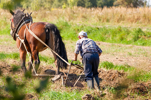 Farmer and horse plowing field.
