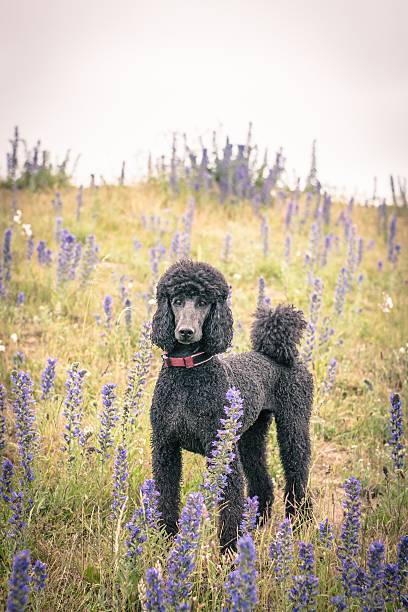 istock Pretty groomed grey standard poodle dog 603280092