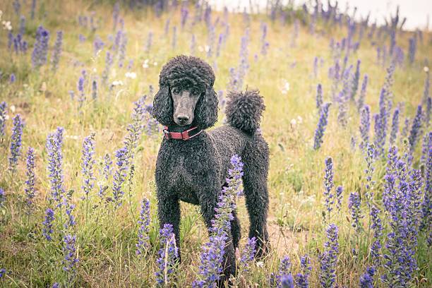istock Pretty groomed grey standard poodle dog 603280148