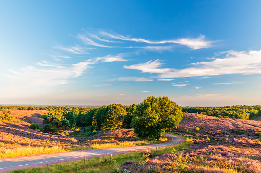 Blooming heathland with road at the Dutch Veluwe