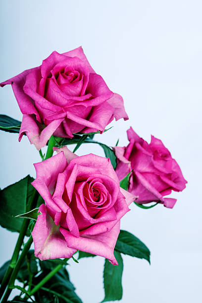 Pink roses stock photo
