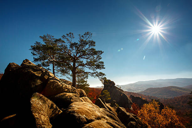 istock tree on a top mountain under blue sky in sunny 603281760