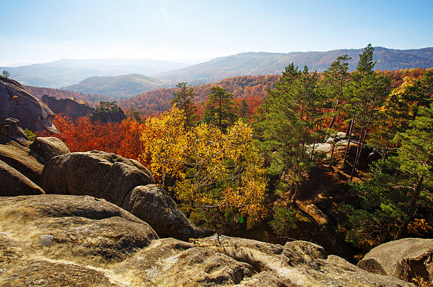 istock Colorful and bright autumn forest 603281842