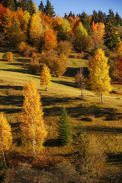 istock mystery autumn landscape with yellow trees and falling leaves 603282200