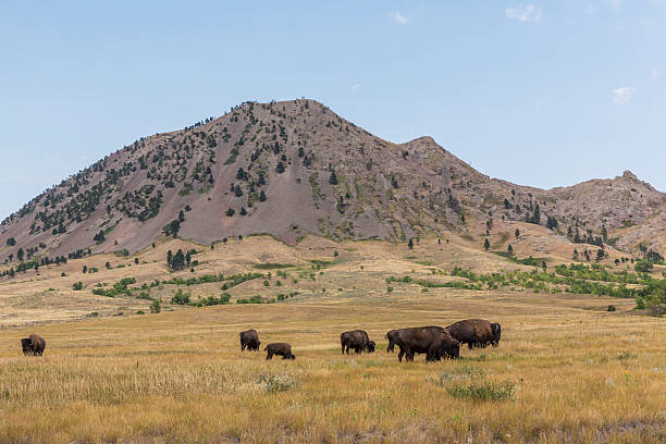 Bear Butte stock photo