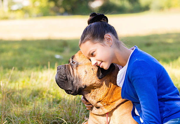 teen girl with the dog - bull mastiff imagens e fotografias de stock