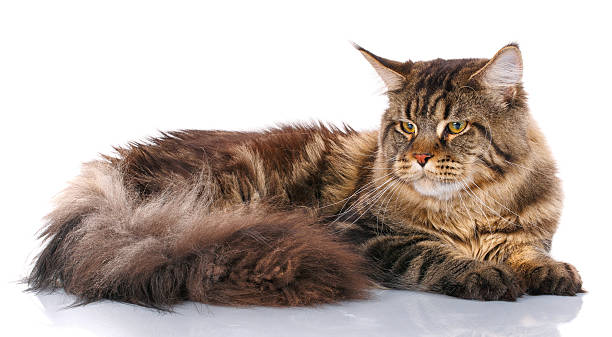 istock Maine Coon cat lying, isolated on white 603283066
