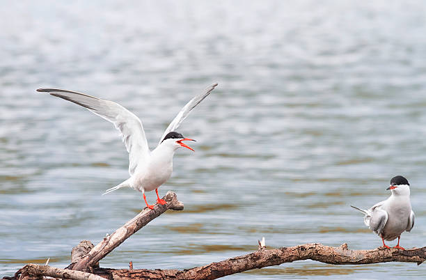 istock funny two terns sitting on a branch over the sea 603283220