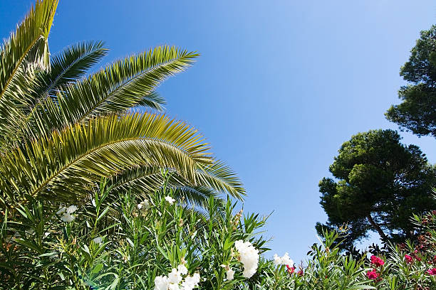 Tropical landscape - Palm trees against blue sky.
