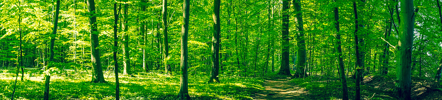Beautiful green forest scenery in panorama in the summer