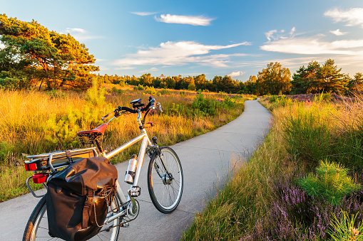 Electric bicycle in Dutch national park The Veluwe with blooming heathland, The Netherlands