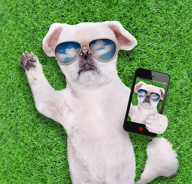 istock Dog wearing sunglasses relaxing taking a selfie. 603285148